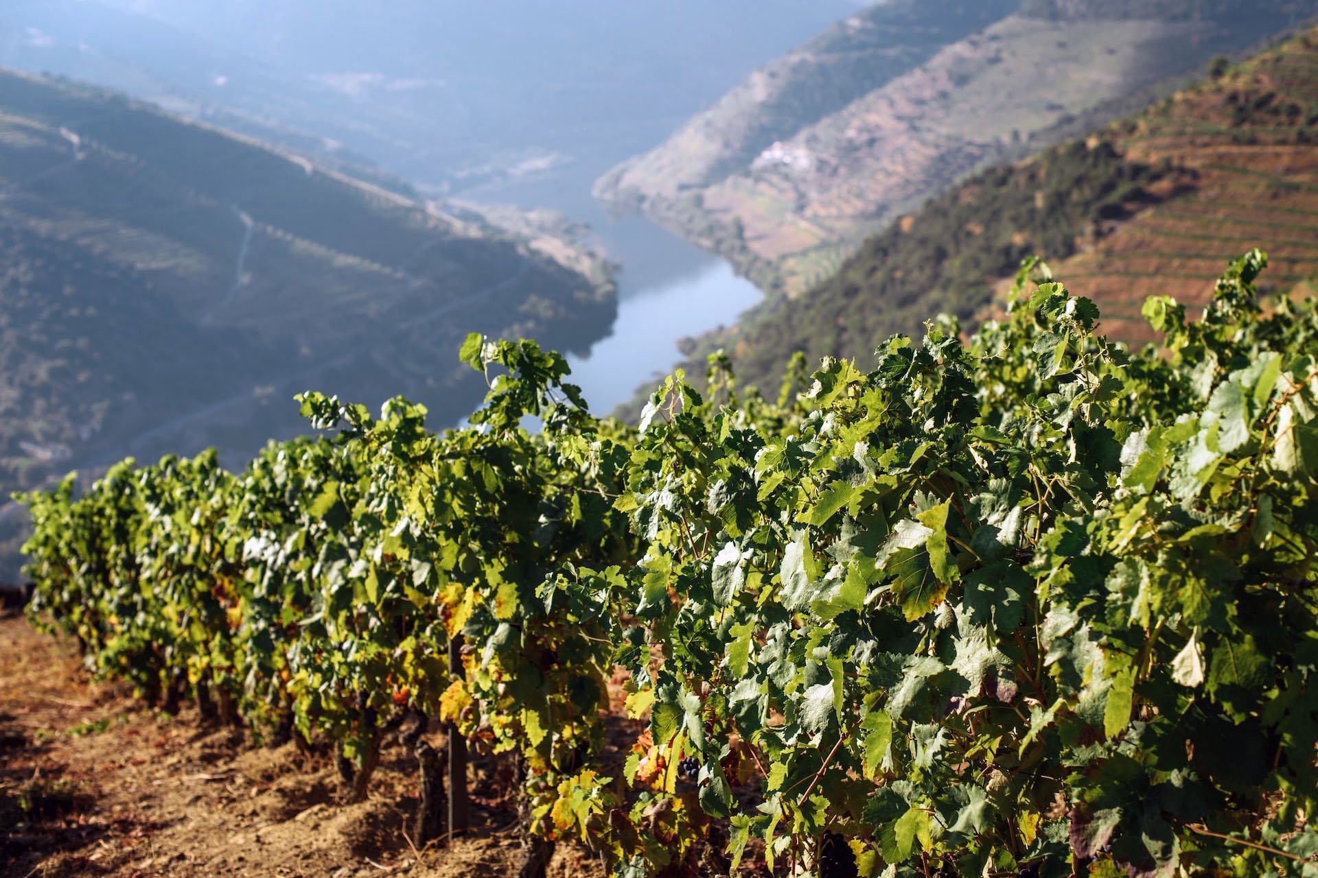 Enoturismo: descubra a cultura do vinho português no Douro