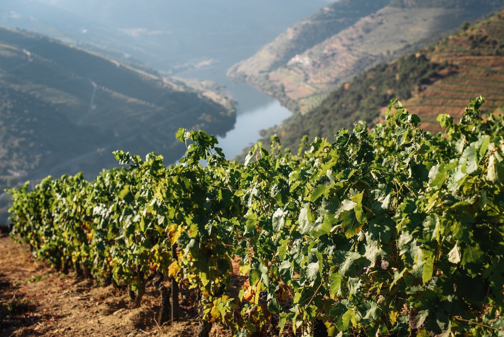 Enoturismo: descubra a cultura do vinho português no Douro